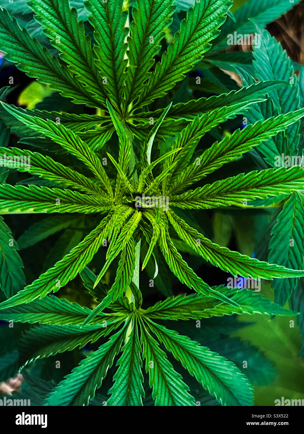 Eine Ansicht von oben über die Symmetrie einer Cannabispflanze. Dieser Marihuana-Klon wächst in einem Hinterhofgarten in Maine neben Kürbis und Erbsen. Maine hat sowohl die Freizeit- als auch die medizinische Verwendung legalisiert. Stockfoto
