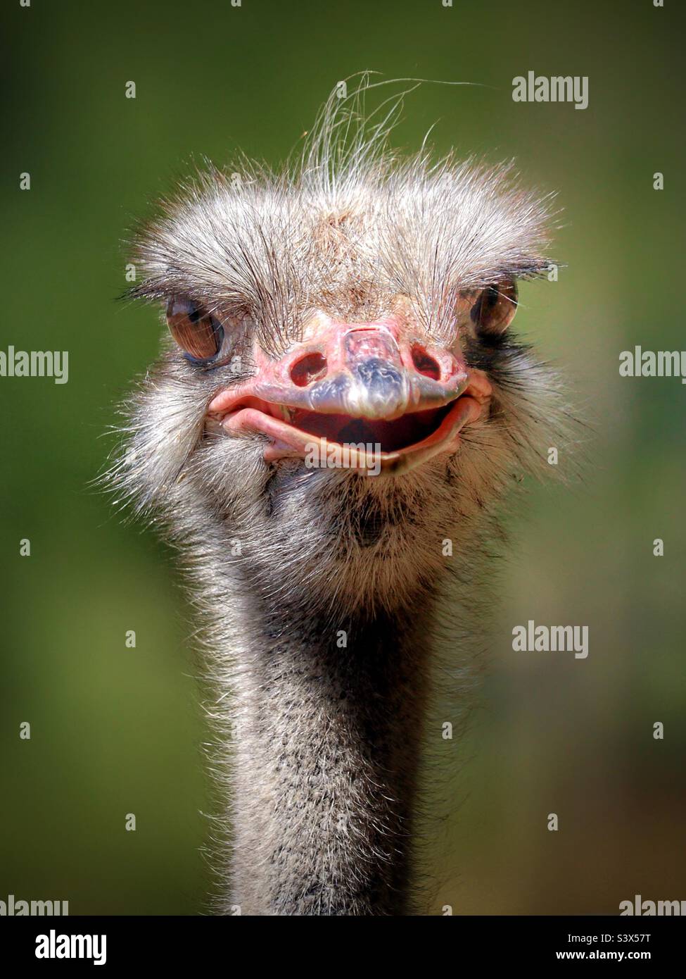 Strauß-Porträt Stockfoto