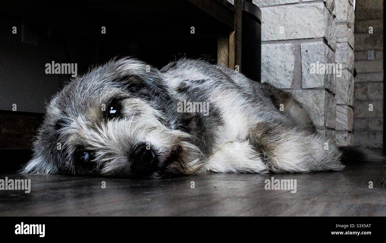 Müde Hunde Stockfoto