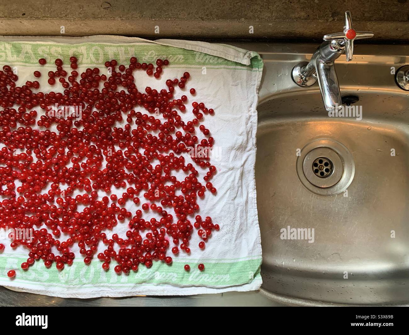 Rote Johannisbeeren trocknen auf einem abtropfenden Brett Stockfoto