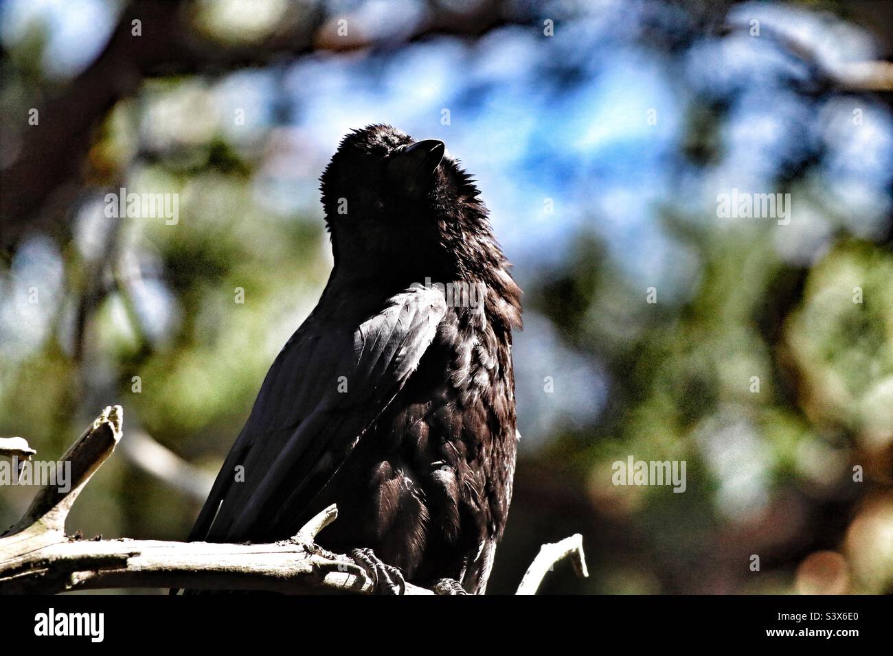 Eine Krähe, die die Sonne genießt. Dieser Vogel sitzt auf einem Ast und genießt die Sonnenstrahlen in der Hitzewelle. Dies wurde in Pine Woods in Formby aufgenommen. Stockfoto