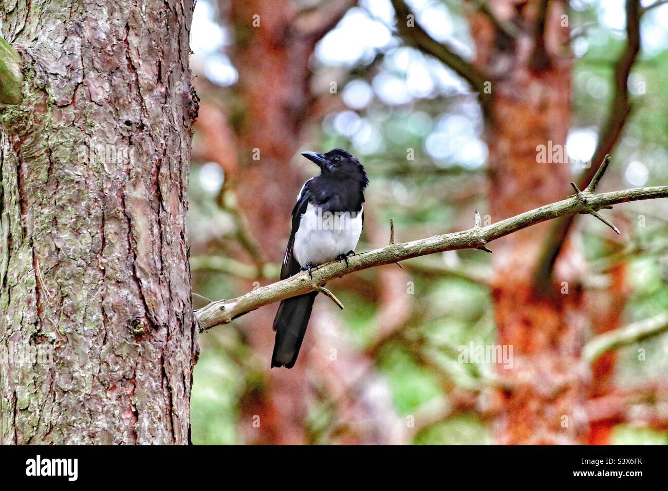 Eine einsame Elster, die auf einem Ast im Wald sitzt. Diese einzigartigen schwarzen und weißen Vögel sind für manche immer noch abergläubisch, die Zahlen repräsentieren etwas anderes. Stockfoto