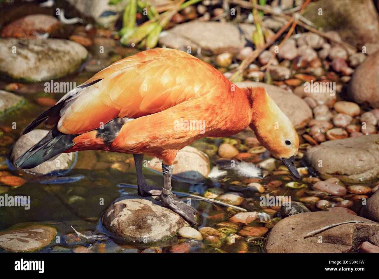 Eine wunderschöne Ruddy Shelduck auf der Suche nach Essen. Dies ist ein seltener Vogel, der für seine braunen Federn berühmt ist. Stockfoto