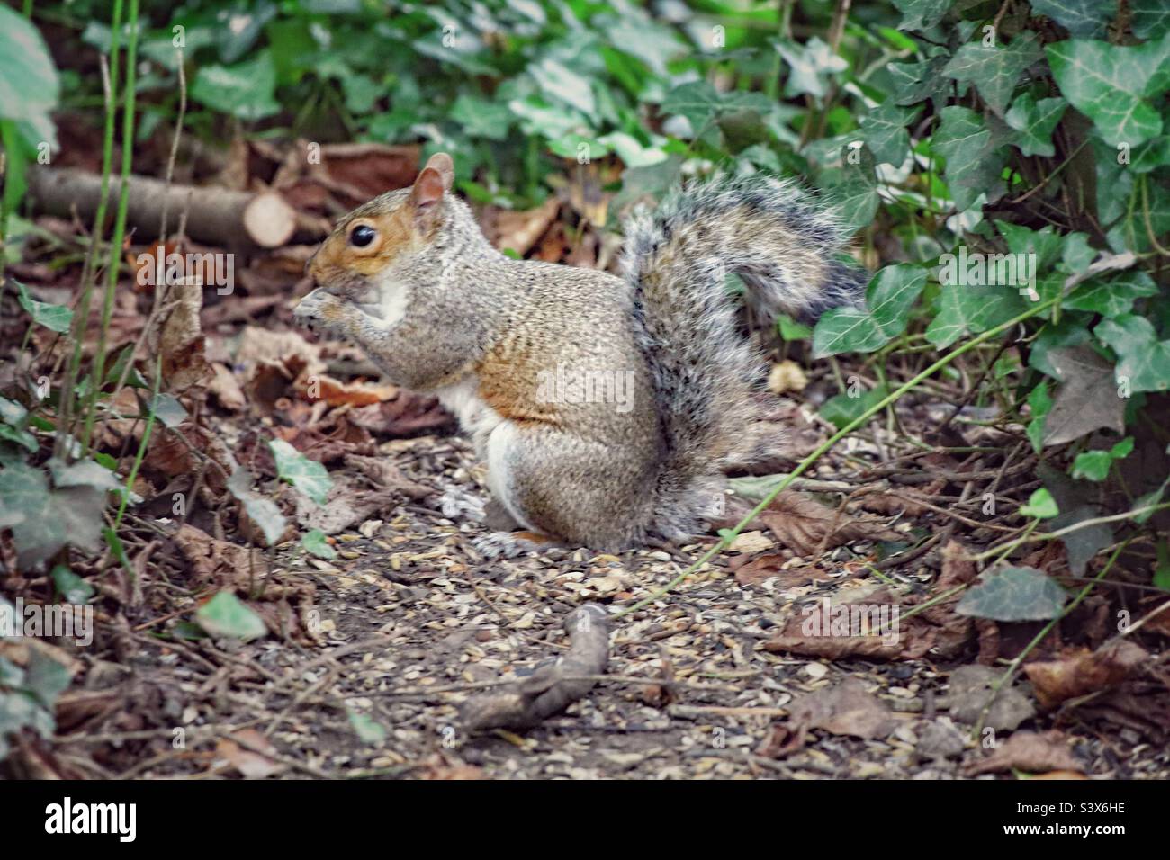 Ein schönes Bild von einem wilden Eichhörnchen im Wald. Dieses Tier ist auf der Nahrungssuche nach Samen und Nüssen. Sein großer buschiger Schwanz ist in diesem Bild deutlich zu erkennen. Stockfoto