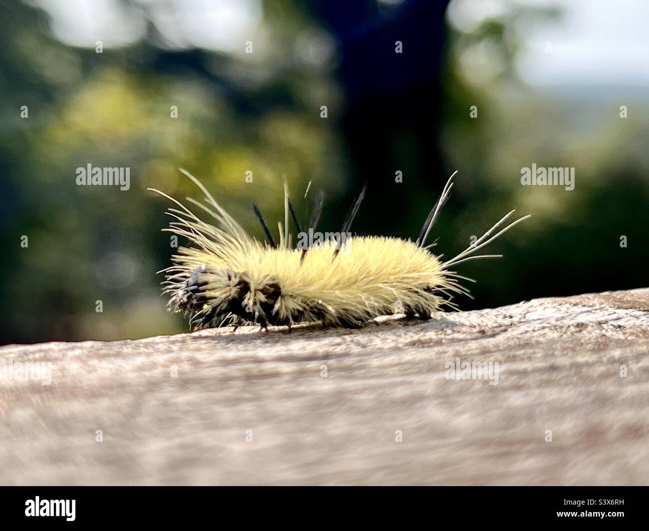 Ein Dolch Moth Caterpillar kriecht an einem Deckgeländer entlang. Nicht berühren - die Spitzen werden stechen! Stockfoto