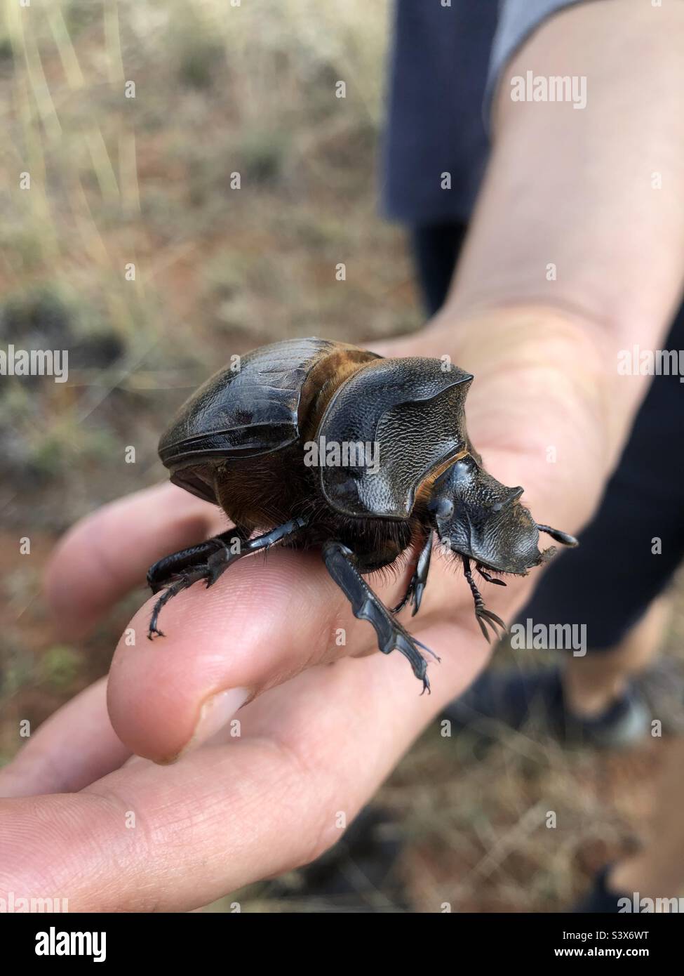 Mistkäfer in seinem natürlichen Lebensraum gefunden Stockfoto