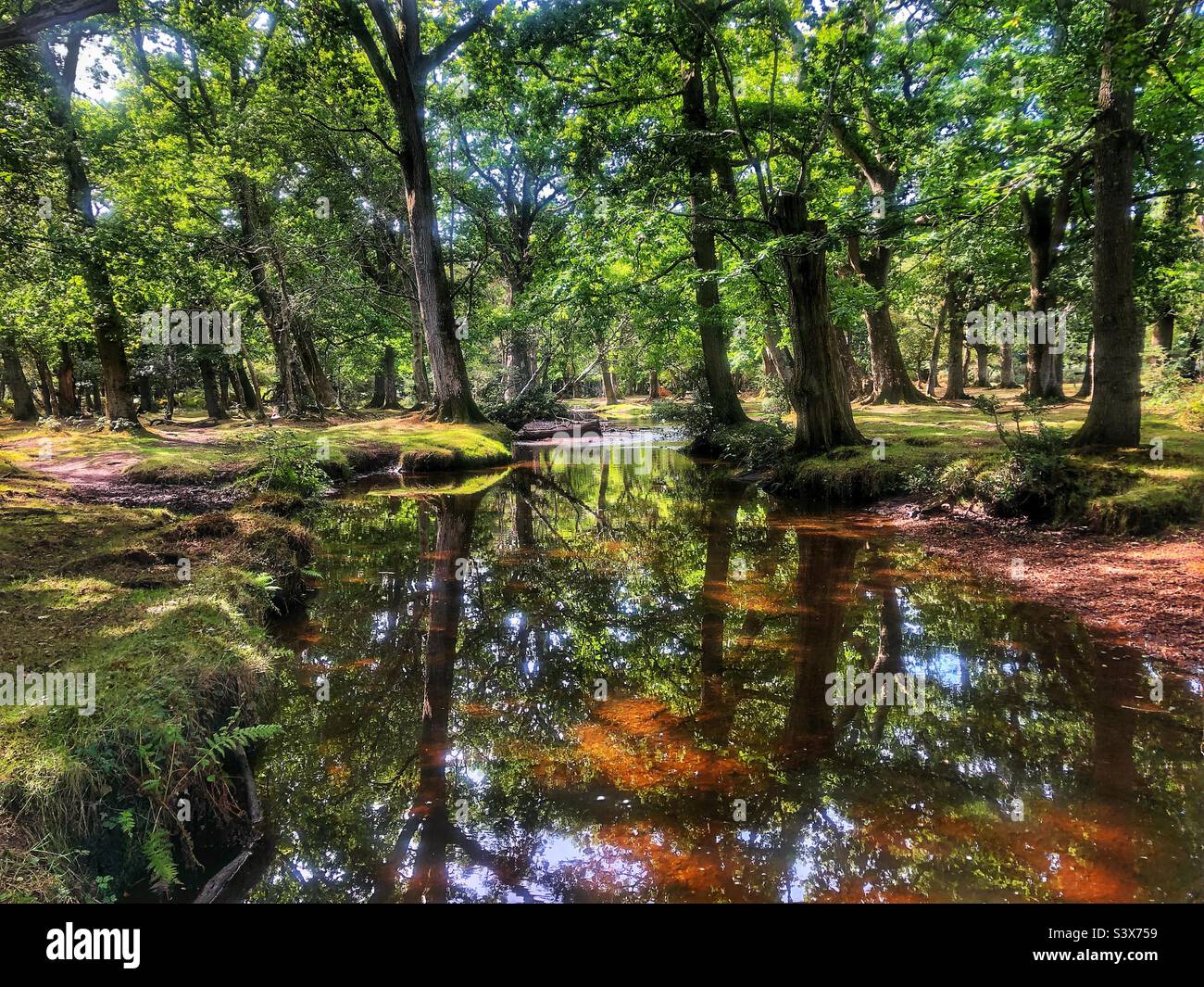 Ober Wasserbach im September, Brockenhurst, New Forest National Park Stockfoto