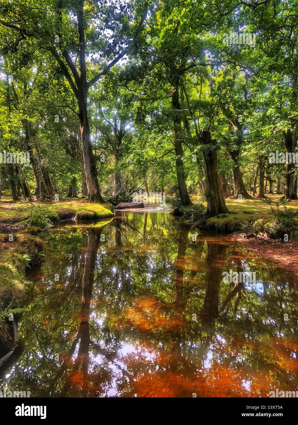 Ober Wasserbach im September, Brockenhurst New Forest National Park Stockfoto