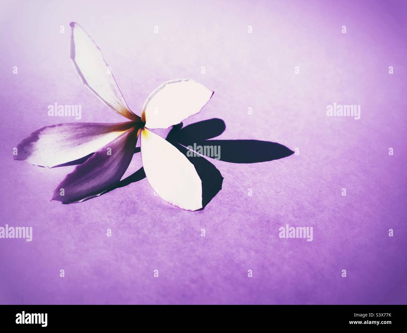 Nahaufnahme einer Plumeria-Blume auf lila Hintergrund mit Schatten Stockfoto