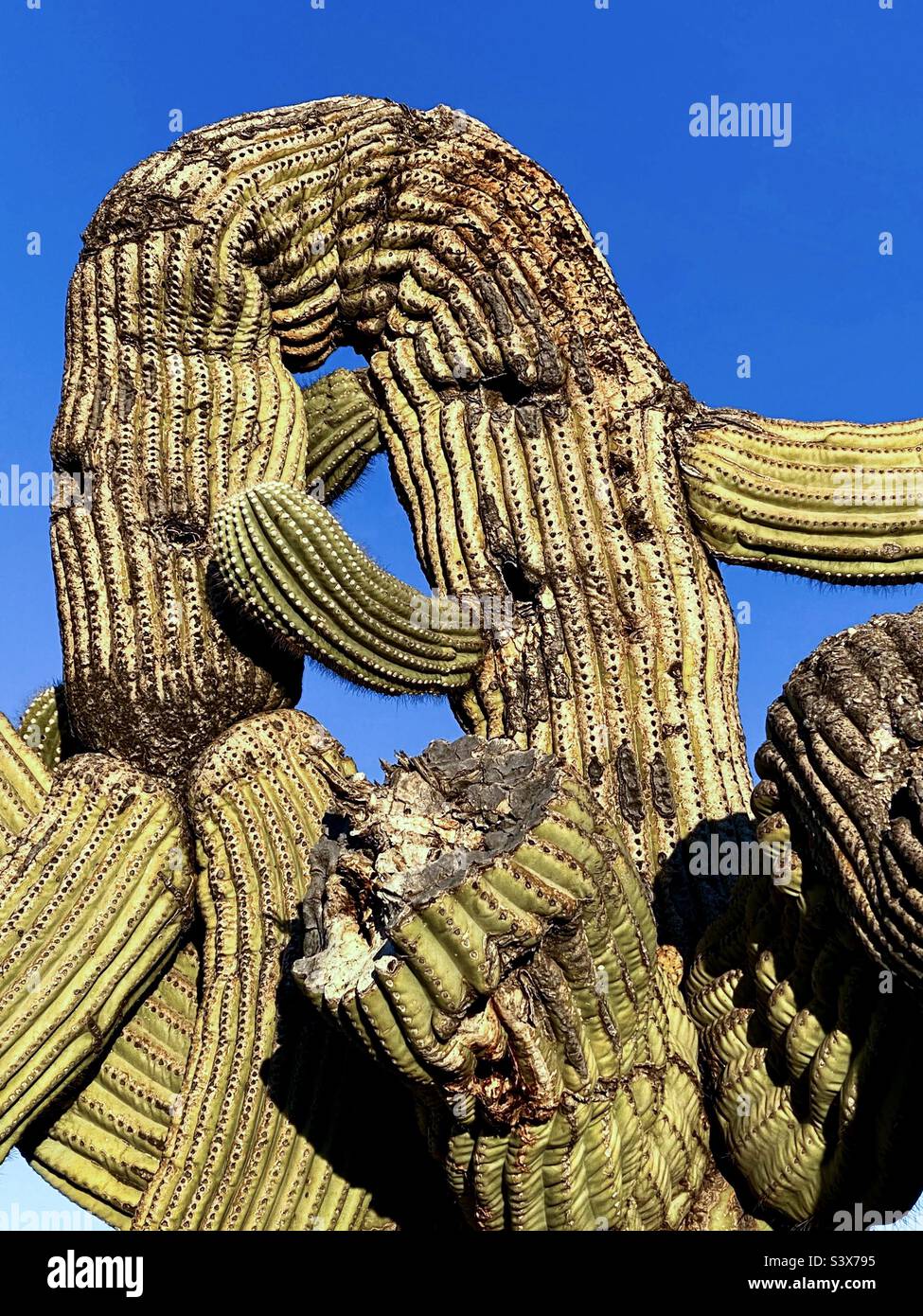 Eine deformierte Biegung über dem saguaro-Kaktus in der Wüste von Arizona. Stockfoto