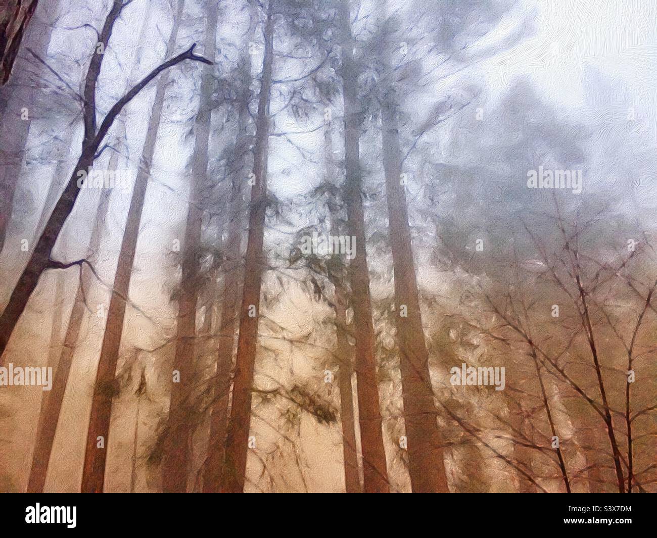 Geheimnisvolle Wälder Stockfoto