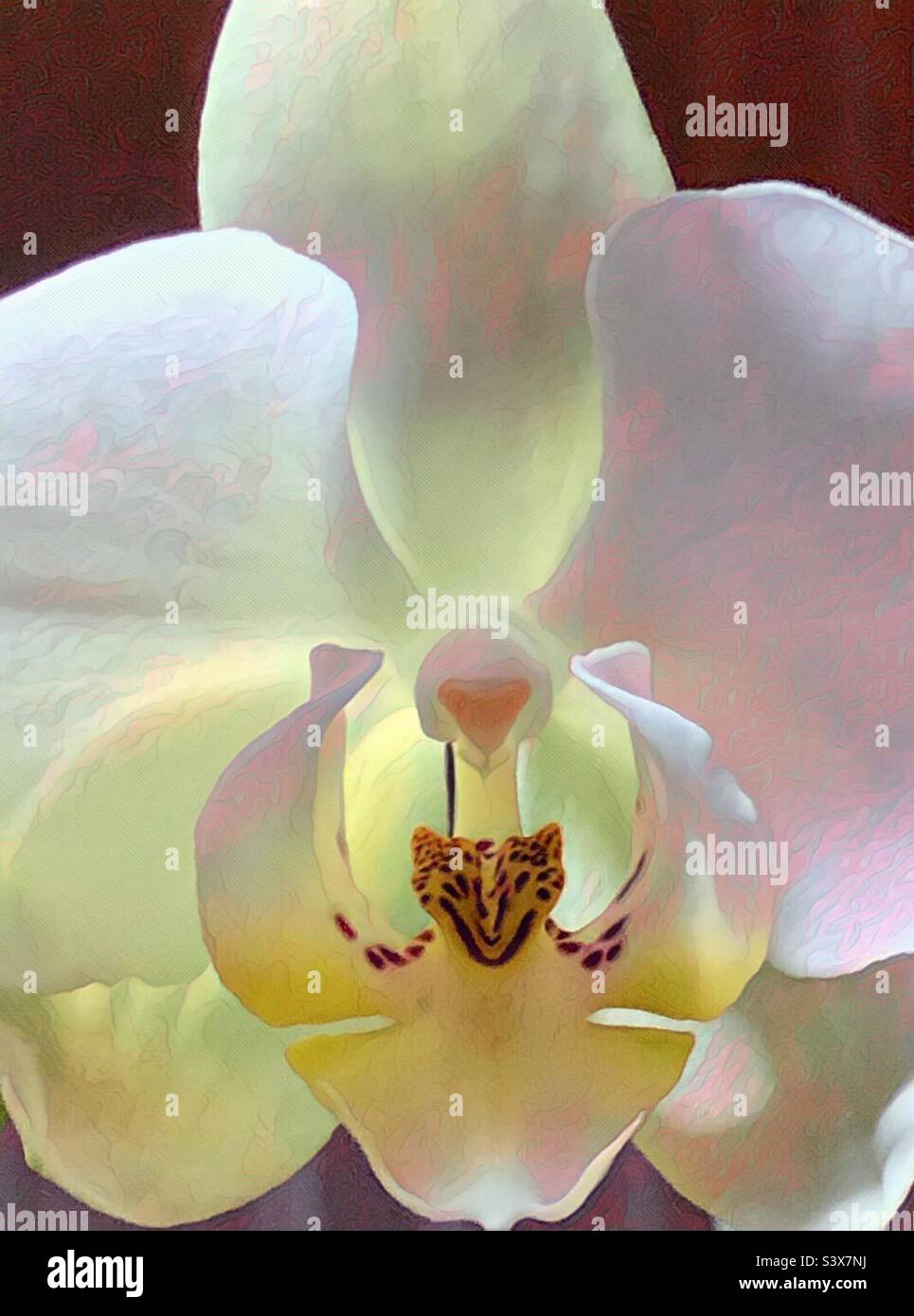 Bunte Orchideen - Smartphone-aufgenommenes Stockfoto