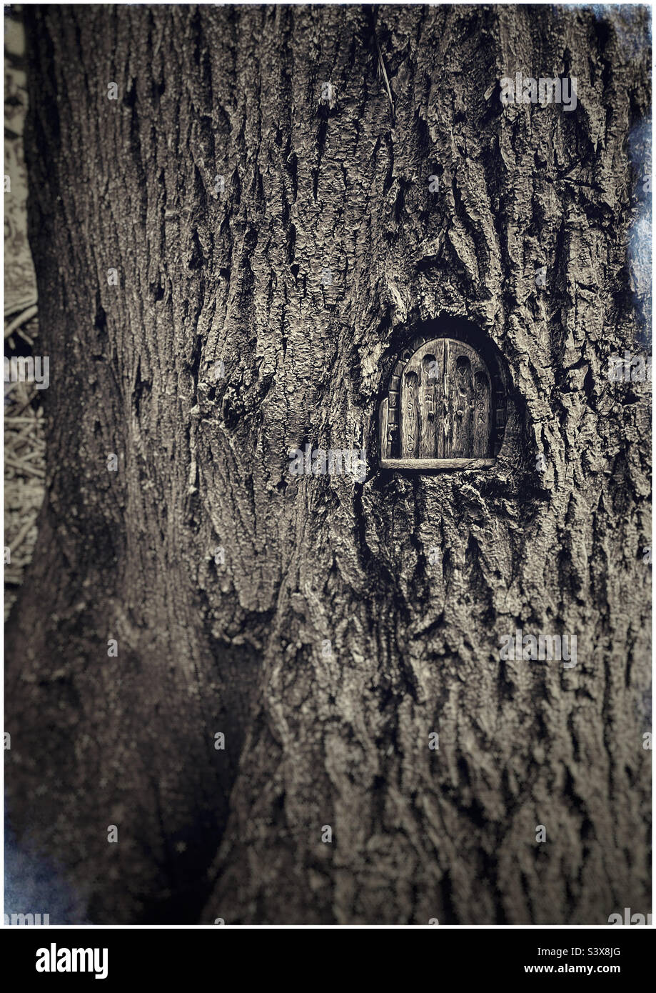 Kleine Holztür, die in den Stamm eines Baumes im Wald von Grove, Felixstowe, geschnitzt wurde. - Smartphone-aufgenommenes Stockfoto