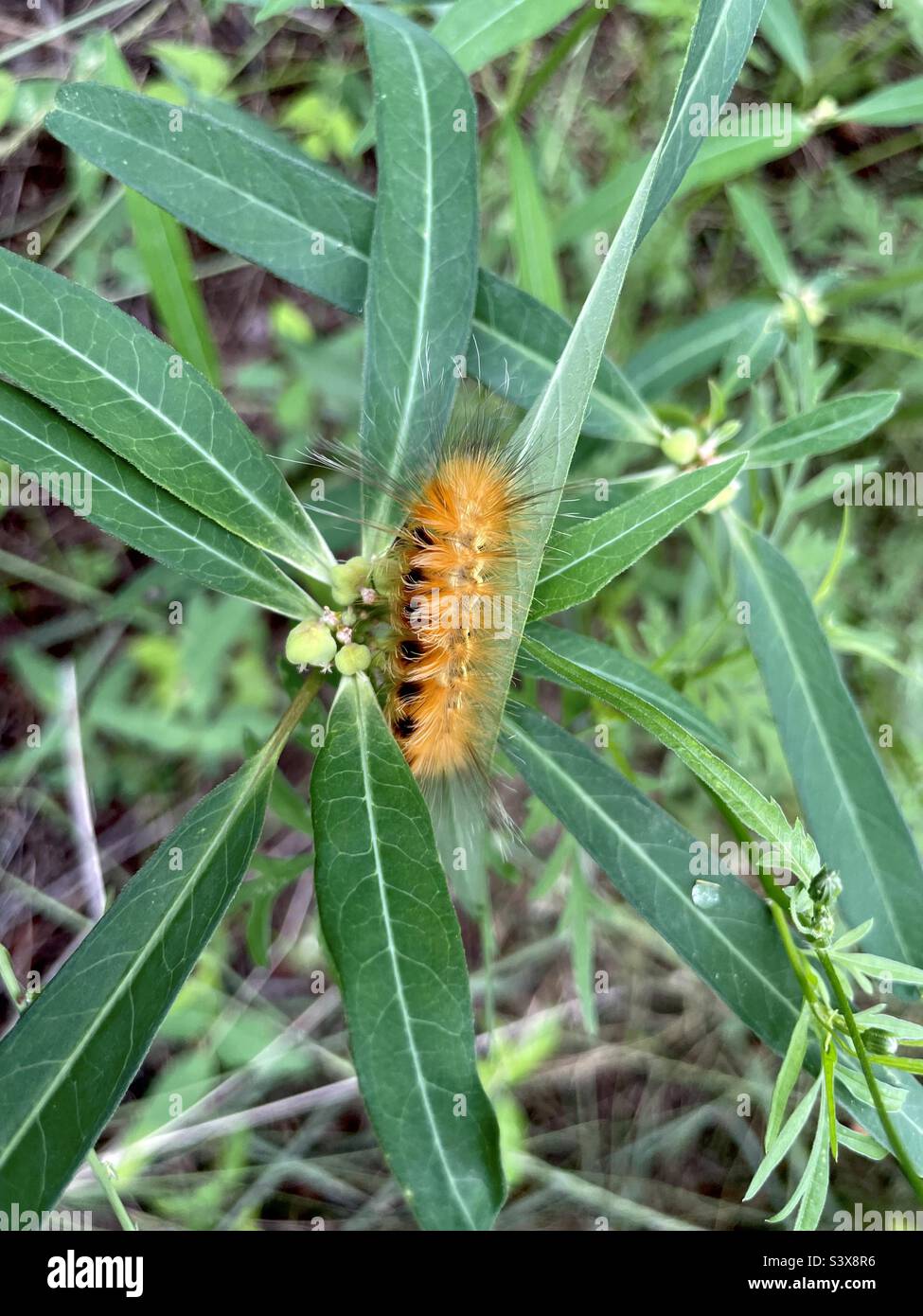 Eine Fuzzy-Tiger-Motte-Raupe auf einer langblättrigen Pflanze. Stockfoto
