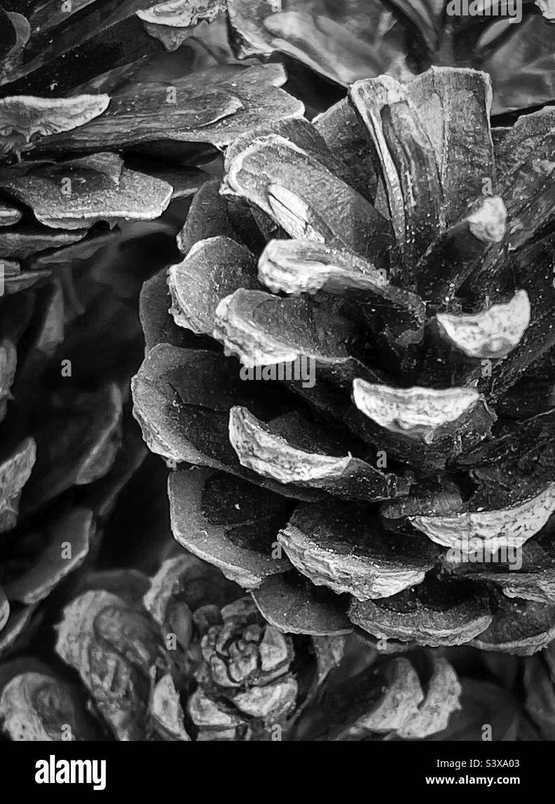 ‘Pine Up’ Tannenzapfen aus der Nähe und in schwarz-weiß Stockfoto