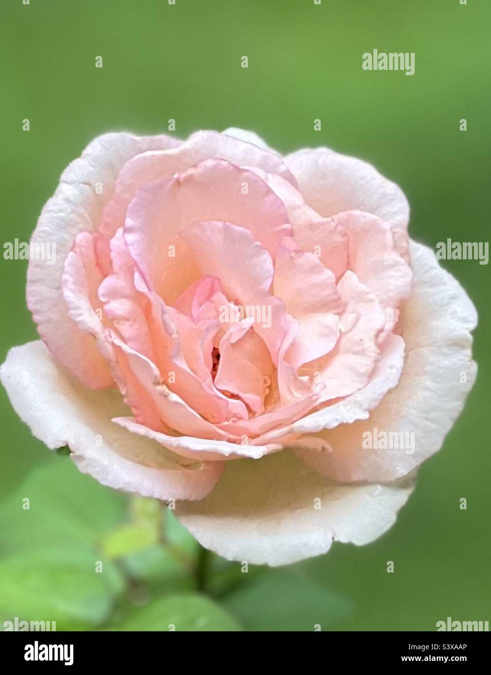 Rosa Rose Closeup Stockfoto