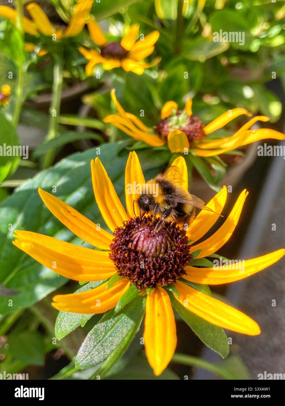 Biene auf einer gelben Blume. Stockfoto