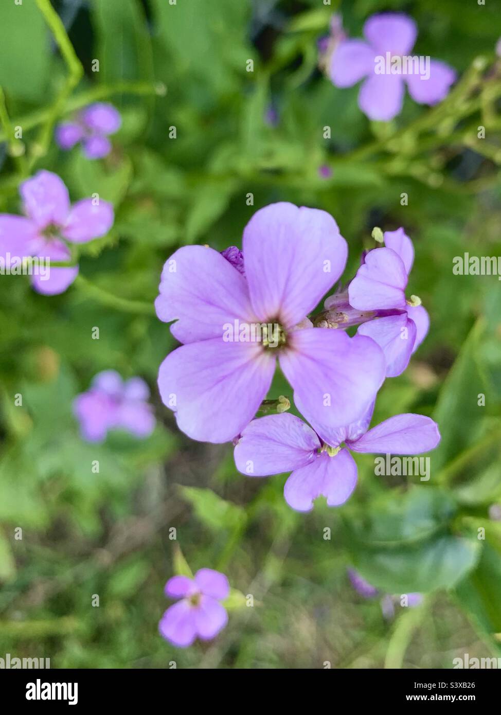 Blumenfeld Stockfoto