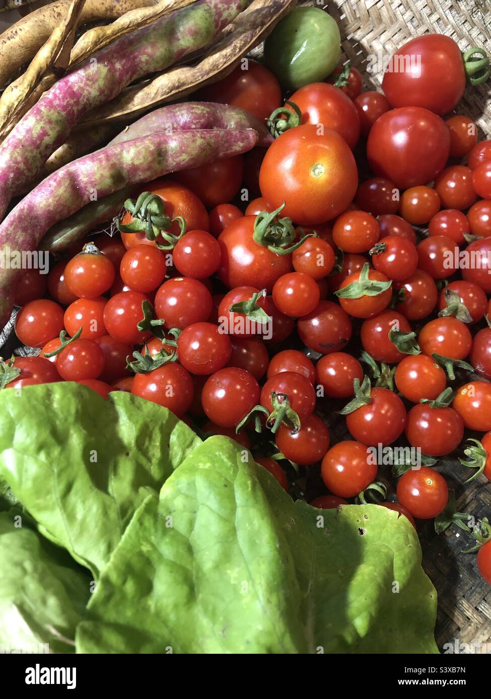 Frisch gepflücktes Gemüse aus einem Garten in Lincolnshire - Smartphone-aufgenommenes Stockfoto