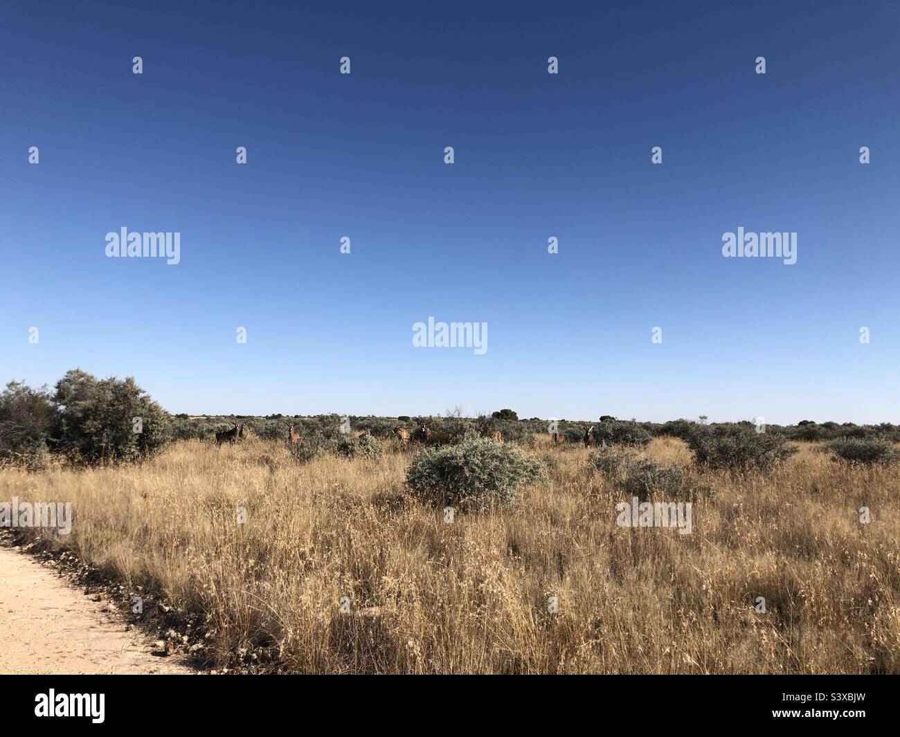 Roan grast auf unserer Farm im nördlichen Kap von Südafrika Stockfoto