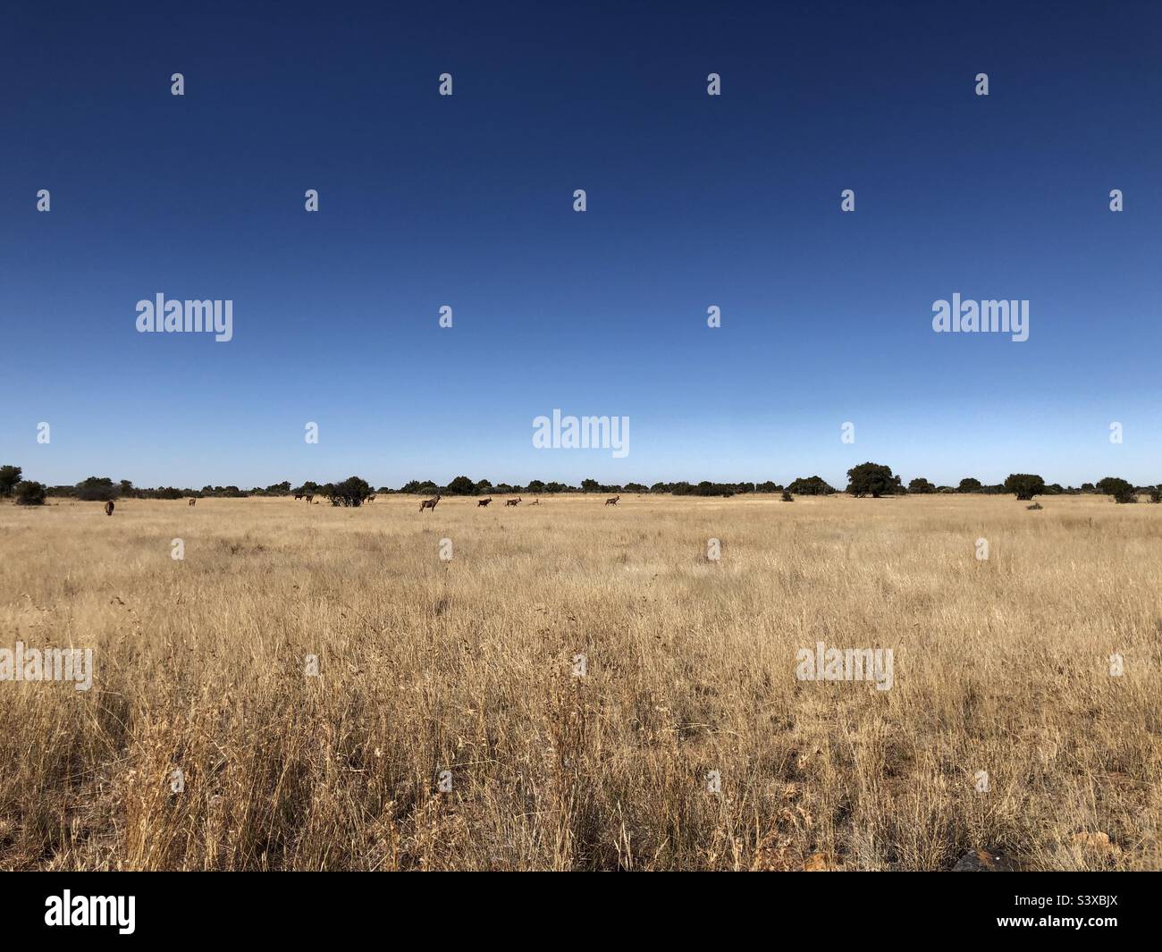 Roan grast auf unserer Farm im nördlichen Kap, Südafrika Stockfoto