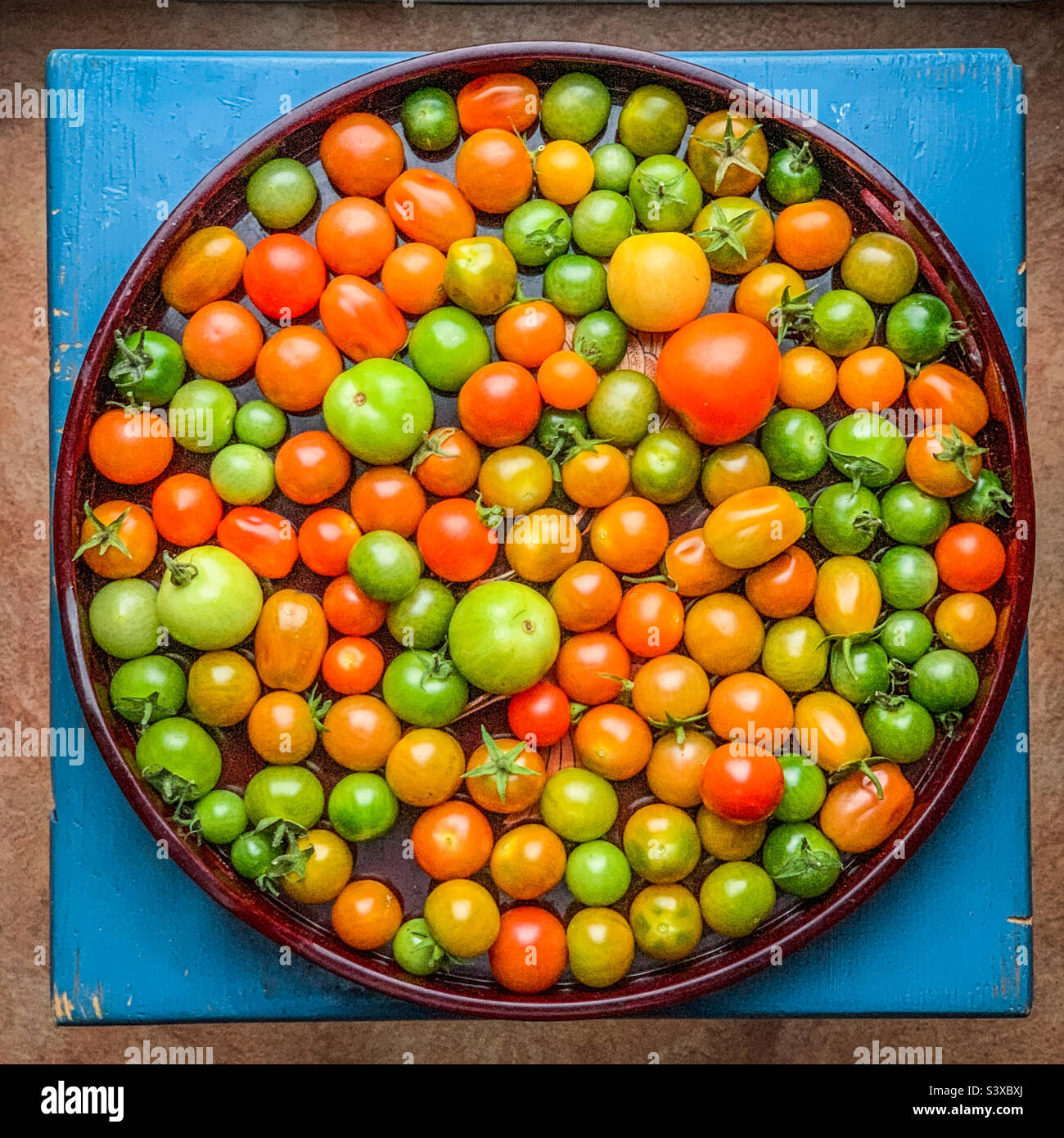 Selbst angebaute Tomaten in verschiedenen Reifungsphasen von grün bis rot auf einem runden Tablett auf einem blauen quadratischen Hocker Stockfoto