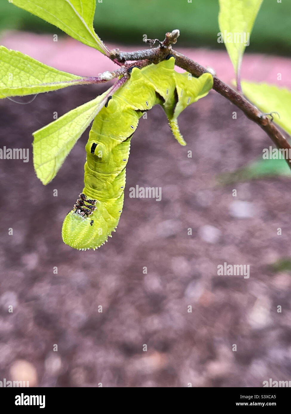 Tomate Hornworm raupe auf einem amerikanischen Beauty Berry Strauch. Es wird zu rustikaler Sphinx-Motte. Stockfoto