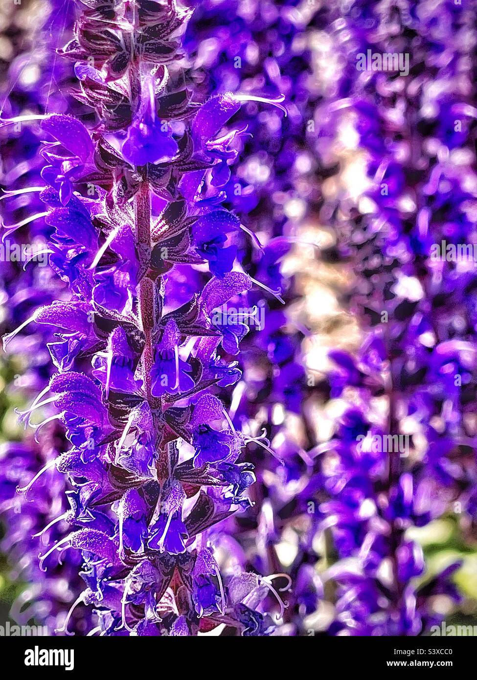 Diese hübschen Blumen befanden sich in den Pflanzbetten einer lokalen medizinischen Klinik in Utah, USA. Sie gehören zur Familie der Salvia-Pflanzen, besser bekannt als Meadow oder Woodland Sage. - Smartphone-aufgenommenes Stockfoto