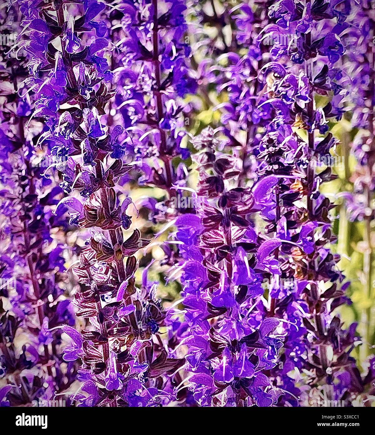 Diese hübschen Blumen befanden sich in den Pflanzbetten einer lokalen medizinischen Klinik in Utah, USA. Sie gehören zur Familie der Salvia-Pflanzen, besser bekannt als Meadow oder Woodland Sage. Stockfoto