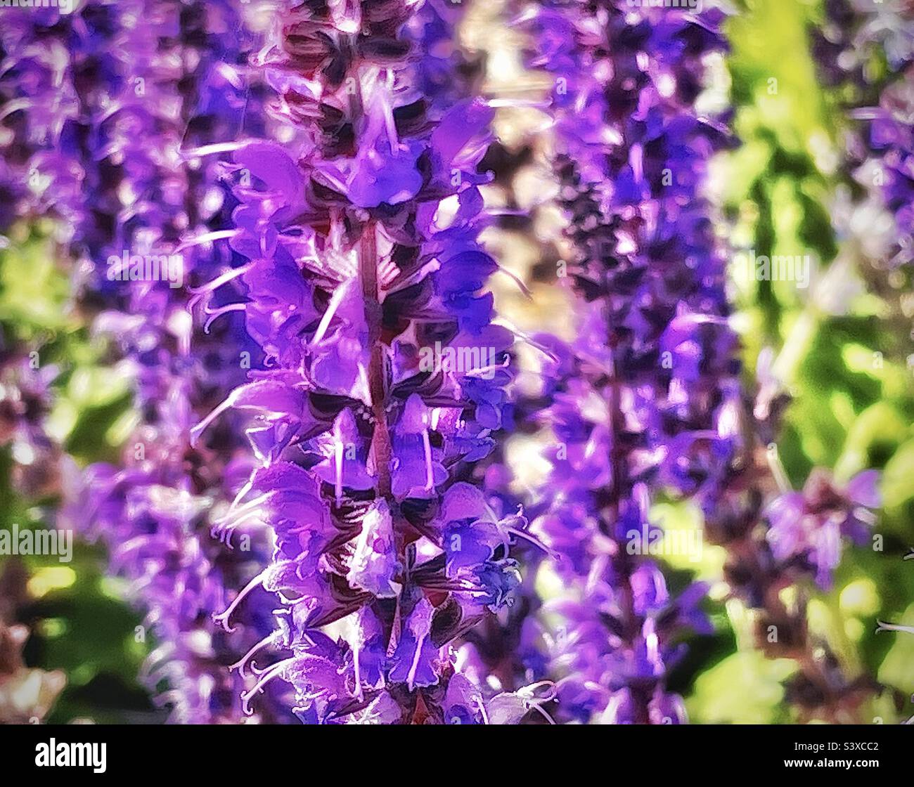 Diese hübschen Blumen befanden sich in den Pflanzbetten einer lokalen medizinischen Klinik in Utah, USA. Sie gehören zur Familie der Salvia-Pflanzen, besser bekannt als Meadow oder Woodland Sage. - Smartphone-aufgenommenes Stockfoto