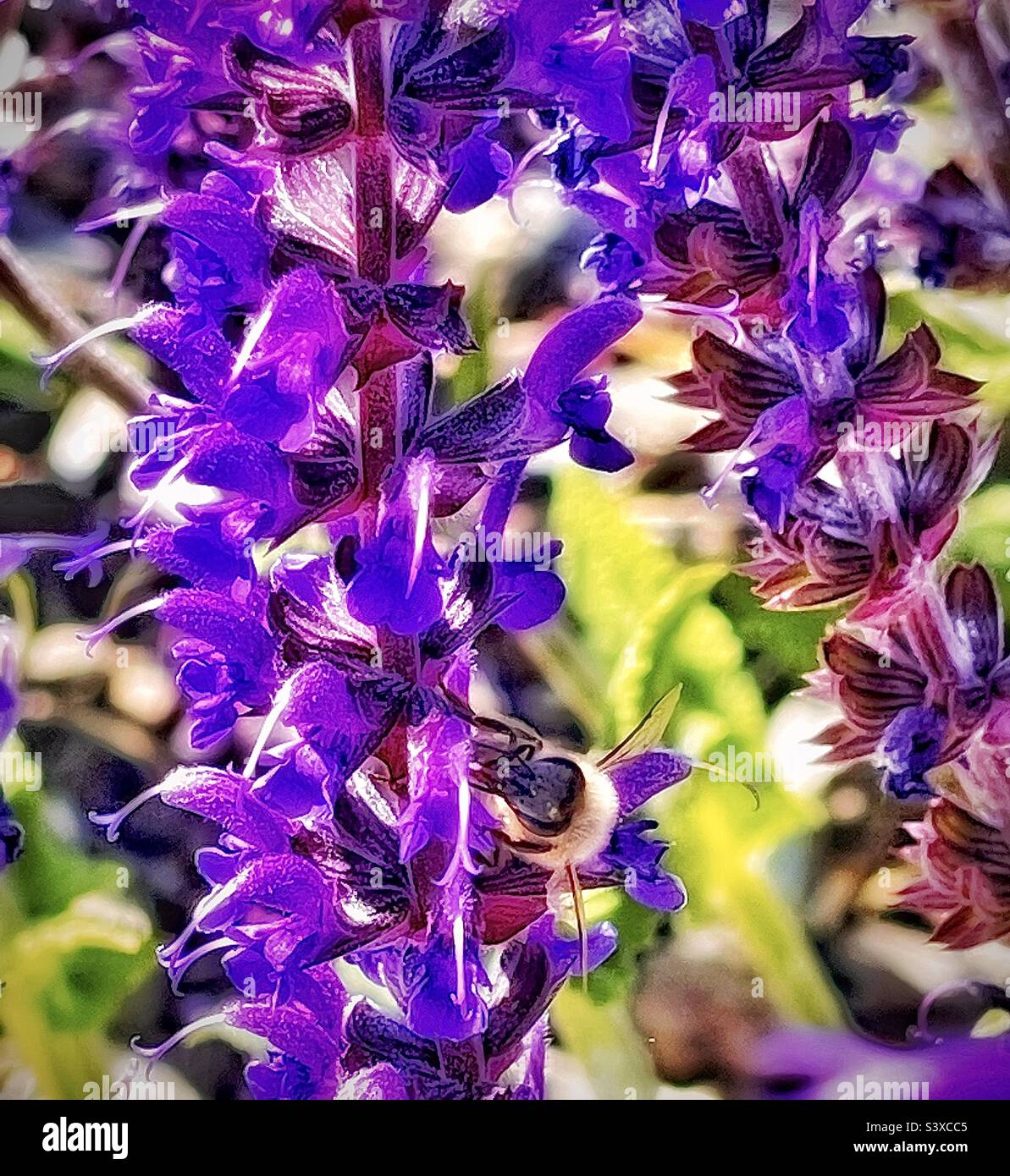 Diese hübschen Blumen befanden sich in den Pflanzbetten einer lokalen medizinischen Klinik in Utah, USA. Sie gehören zur Familie der Salvia-Pflanzen, besser bekannt als Meadow oder Woodland Sage. - Smartphone-aufgenommenes Stockfoto