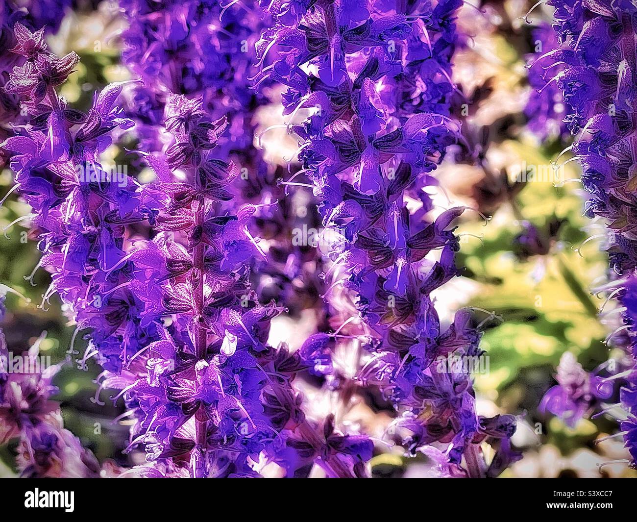 Diese hübschen Blumen befanden sich in den Pflanzbetten einer lokalen medizinischen Klinik in Utah, USA. Sie gehören zur Familie der Salvia-Pflanzen, besser bekannt als Meadow oder Woodland Sage. - Smartphone-aufgenommenes Stockfoto