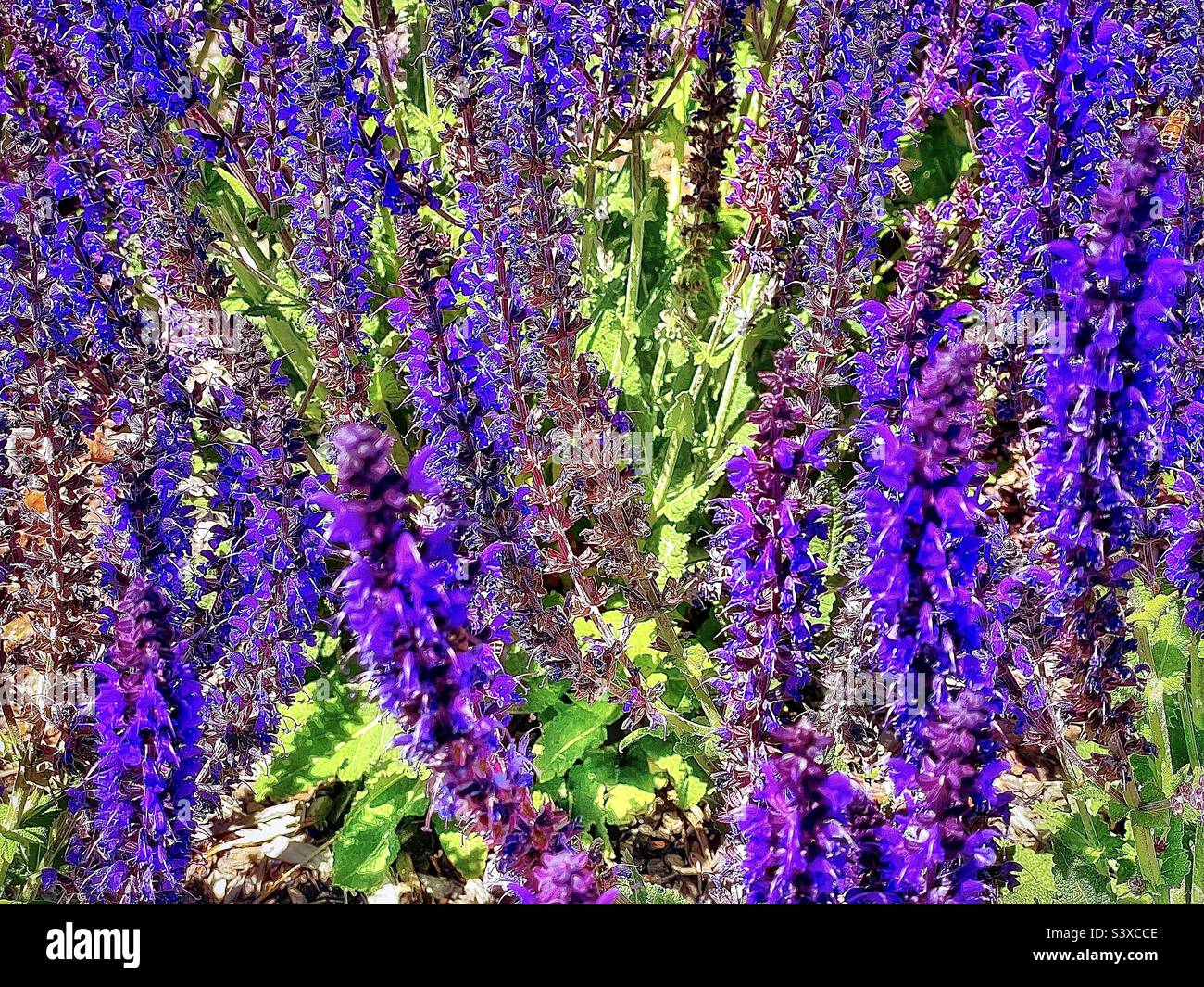 Diese hübschen Blumen befanden sich in den Pflanzbetten einer lokalen medizinischen Klinik in Utah, USA. Sie gehören zur Familie der Salvia-Pflanzen, besser bekannt als Meadow oder Woodland Sage. - Smartphone-aufgenommenes Stockfoto