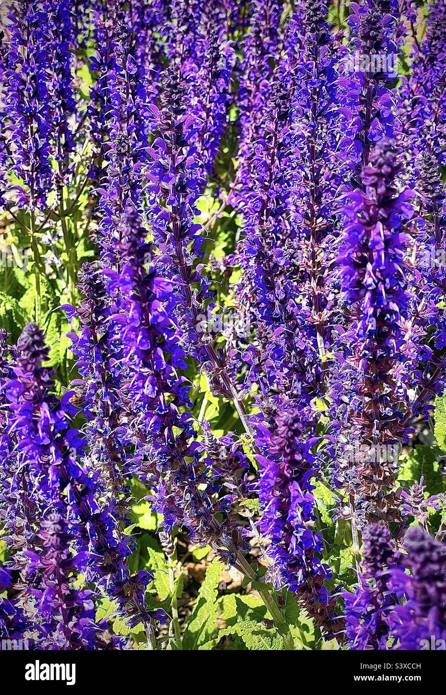 Diese hübschen Blumen befanden sich in den Pflanzbetten einer lokalen medizinischen Klinik in Utah, USA. Sie gehören zur Familie der Salvia-Pflanzen, besser bekannt als Meadow oder Woodland Sage. - Smartphone-aufgenommenes Stockfoto