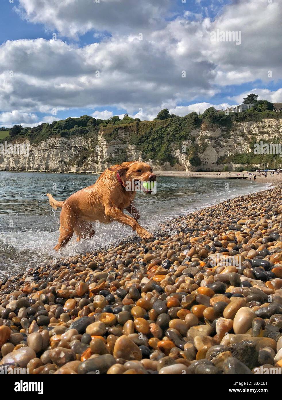 Ein Labrador Retriever Hund, der mit einem Ball im Mund aus dem Meer rennt, auf einen Kiesstrand mit Kopierfläche Stockfoto