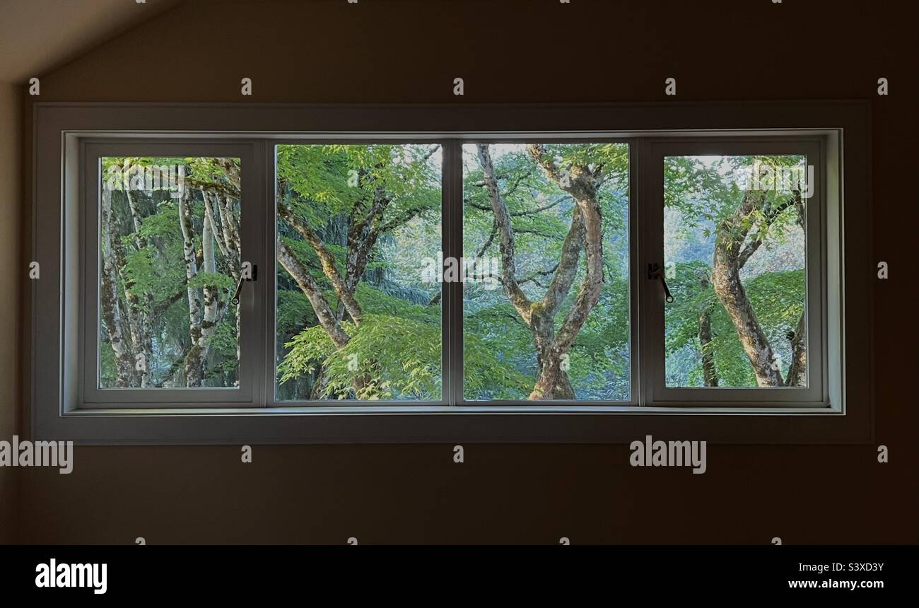 An einem Spätsommerabend umrahmen Panoramafenster die Bäume im nachmittäglichen Sonnenlicht im PNW. Stockfoto