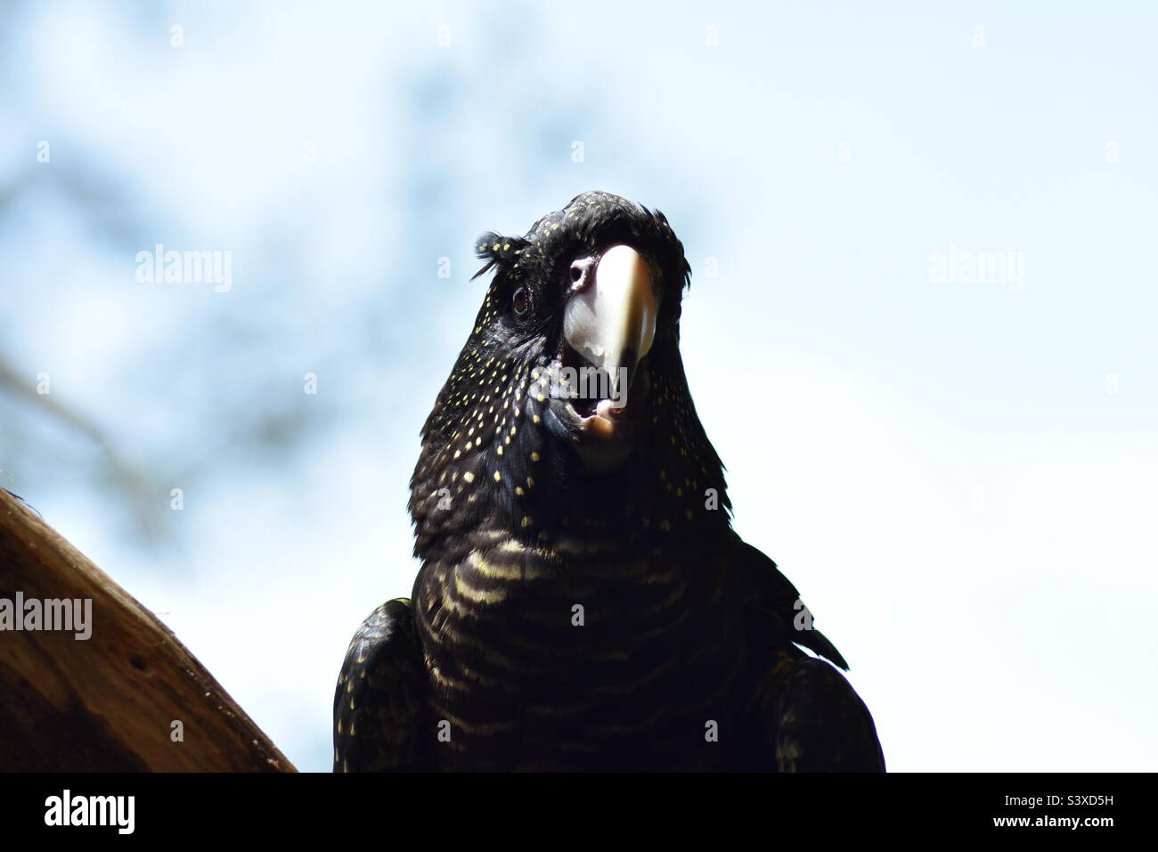 Wilder Schwarzer Papagei Stockfoto