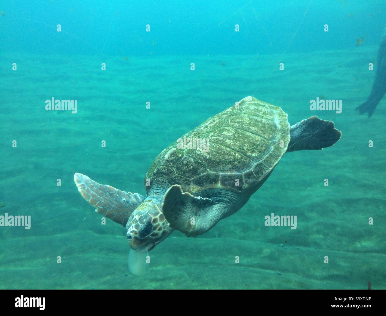 Schildkrötentauchen für Nahrung Stockfoto