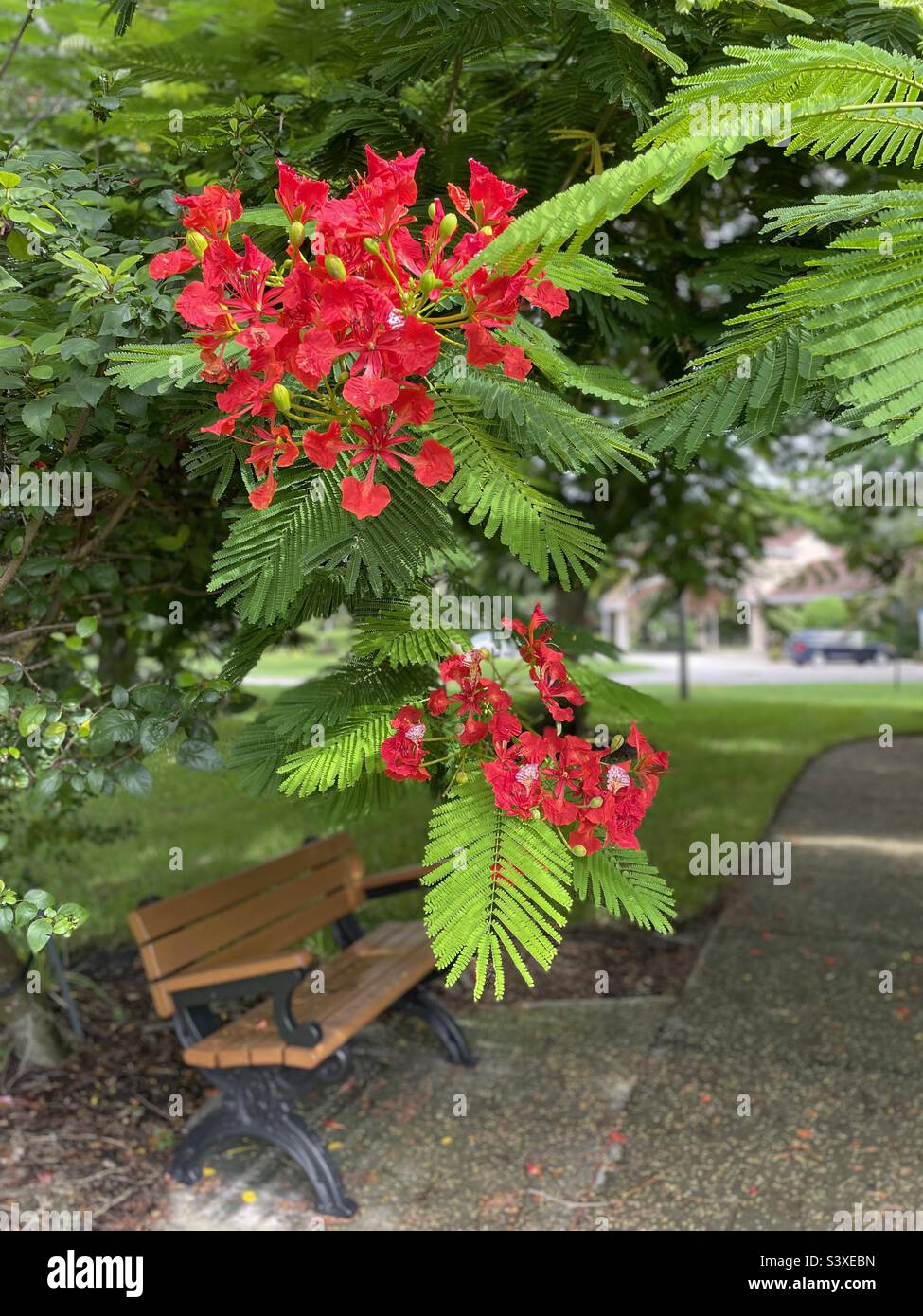 Ruhige Sitzbank zur Betrachtung unter den federleichten Wedeln und zarten roten Blüten der Royal poinciana delonix. Stockfoto