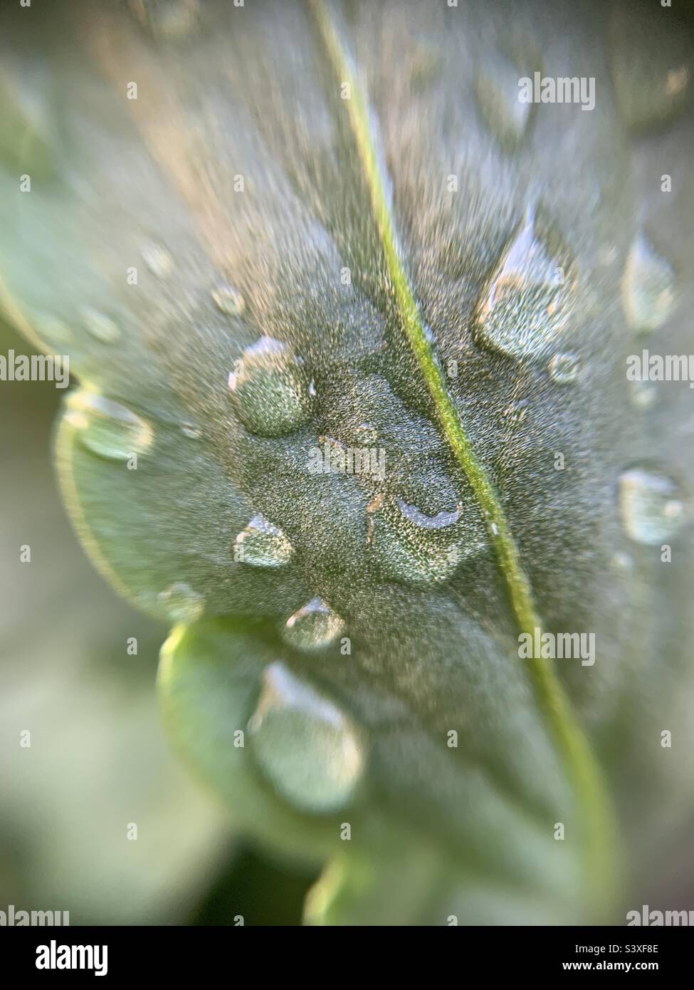 Tröpfchen auf Blatt Stockfoto