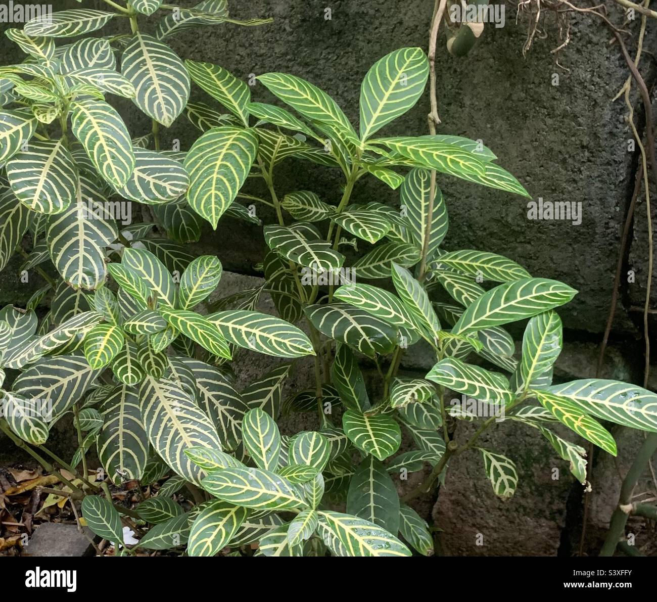 Schöne und exotische Zebrapflanze Sanschezia Stockfoto