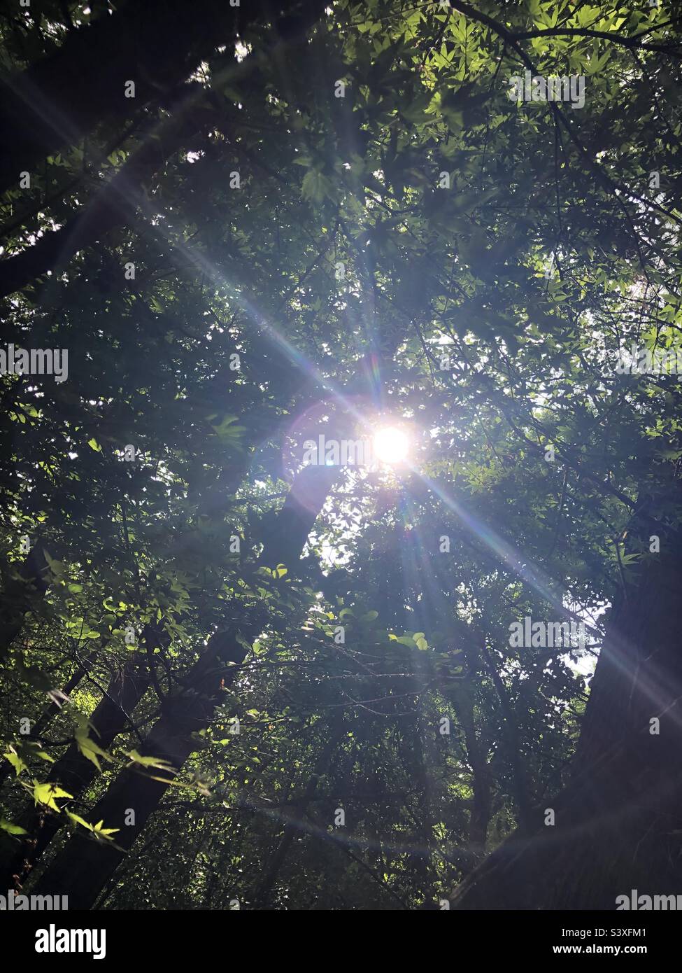 Die Sonne scheint durch die Bäume. Schöner Tsitsikamma Wald an der Garden Route in Südafrika Stockfoto