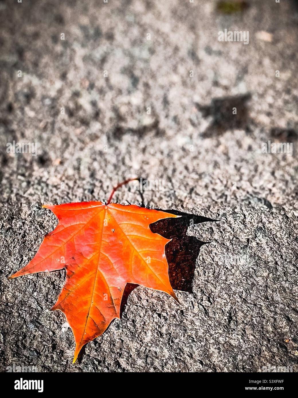 Herbstliche Ahornblatt Stockfoto