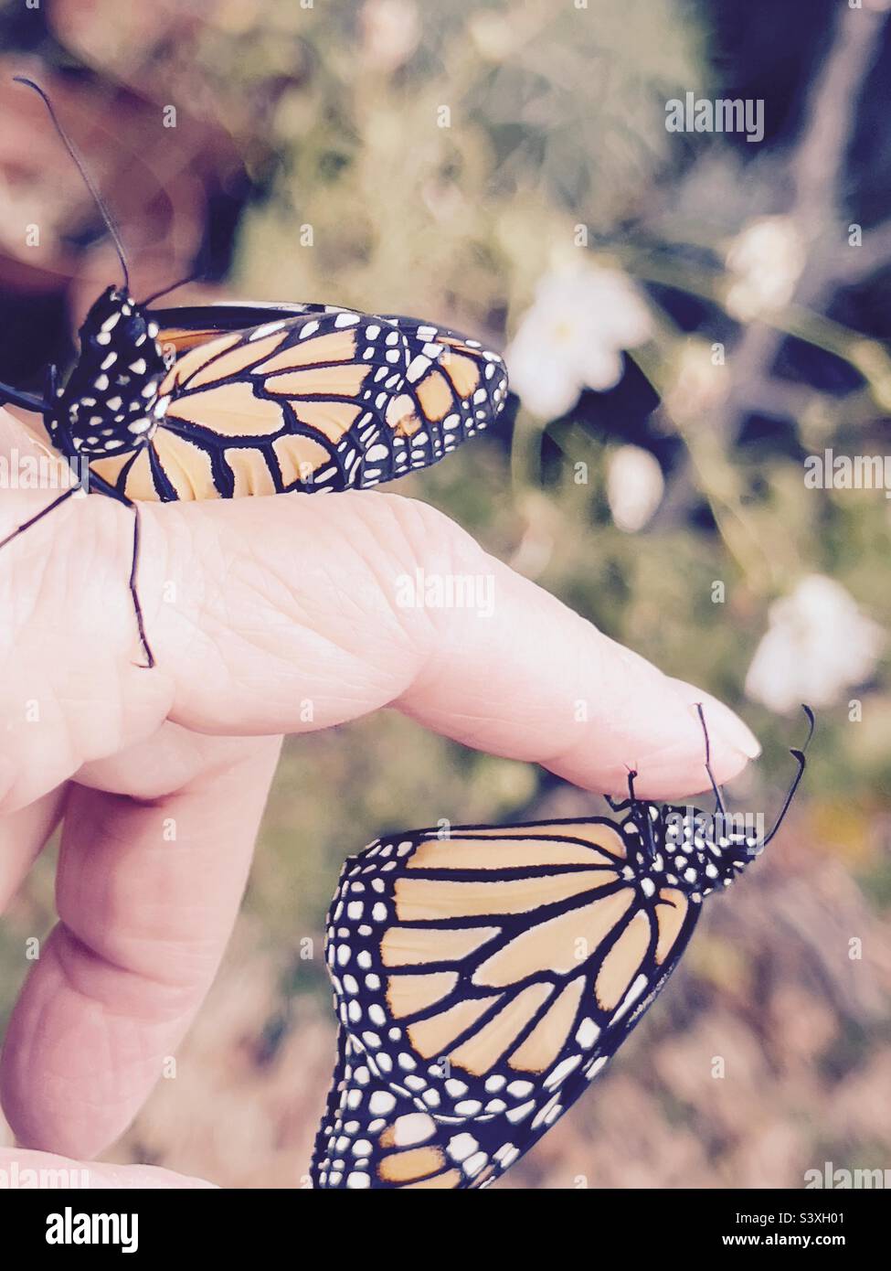 Monarch Schmetterlinge auf einem Finger Stockfoto