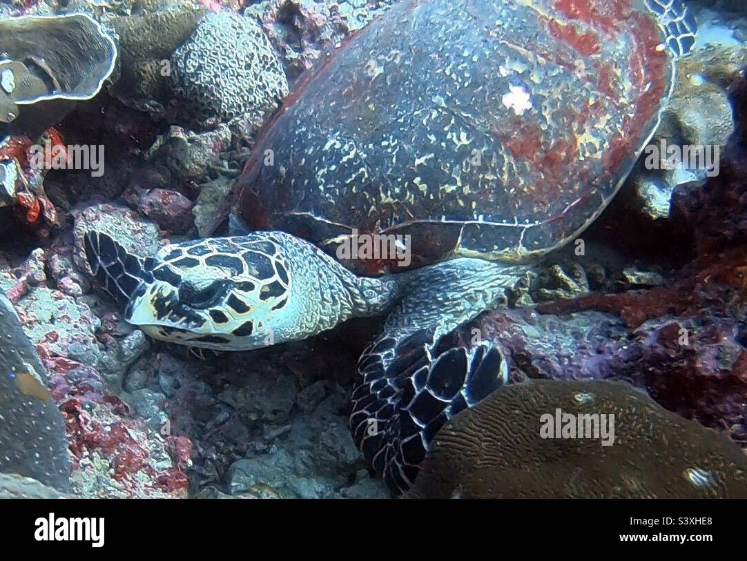 Schildkröte Thailand Stockfoto