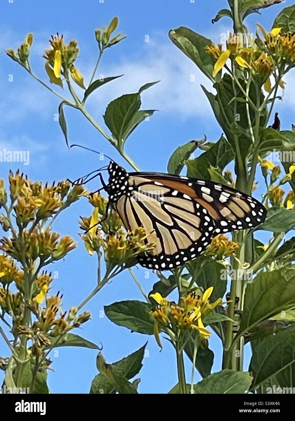 Monarch-Schmetterling Stockfoto