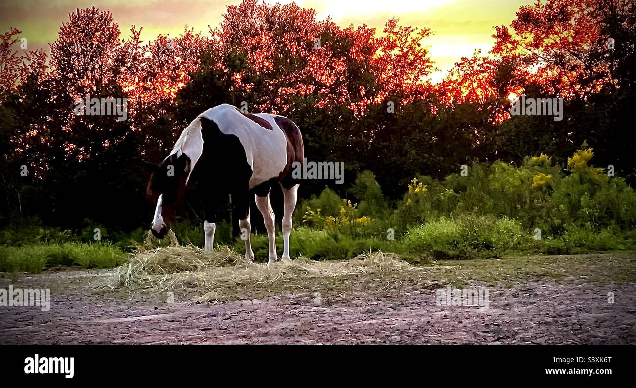 Bella, die Paint Horse Stute, knabberte während des Sonnenuntergangs im Wald von South Georgia am Heu., Stockfoto