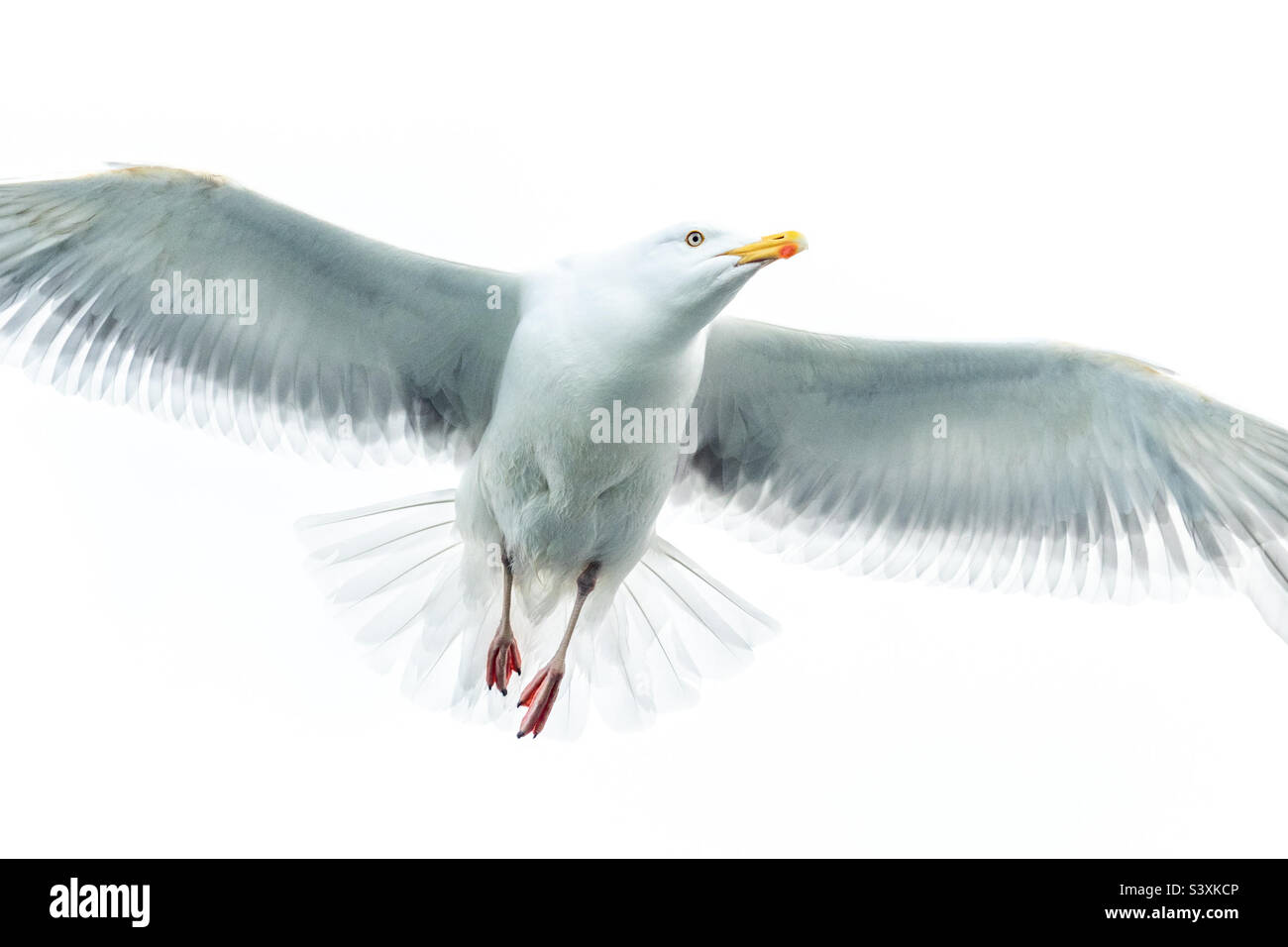 Möwe im Flug mit ausgebreiteten Flügeln - Smartphone-aufgenommenes Stockfoto