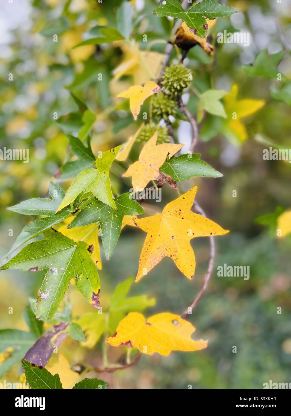 Gelbe Herbstblätter Stockfoto