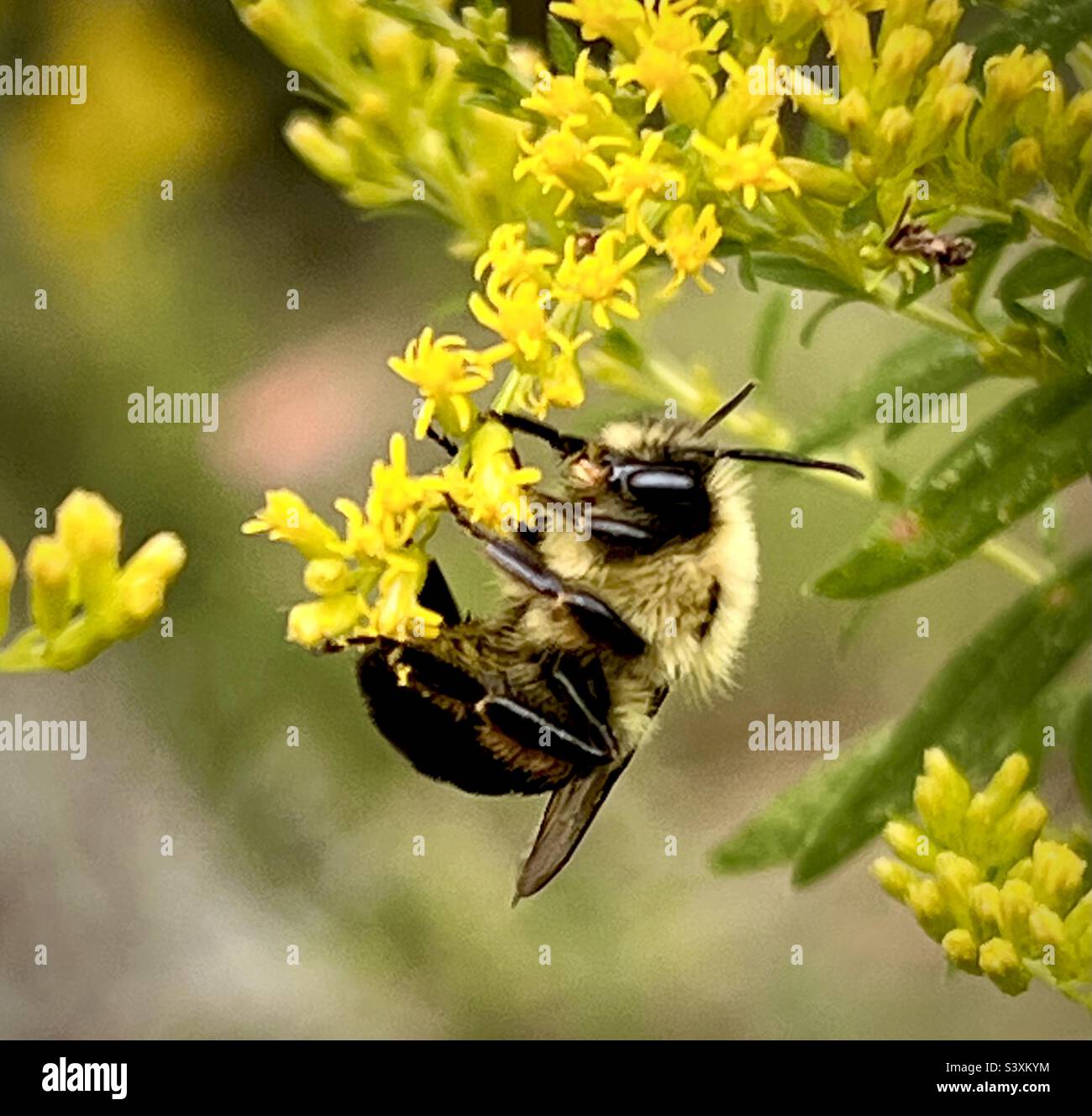 Eine Nahaufnahme einer kleinen Biene, die an kleinen gelben Blumen in den Wäldern von South Georgia herumhängt. Stockfoto